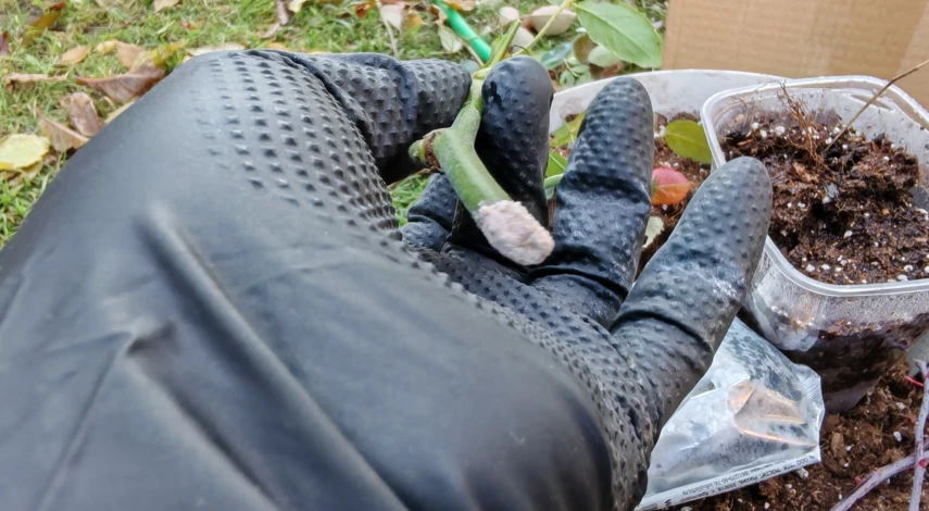 размножение роз черенками осенью подробная инструкция