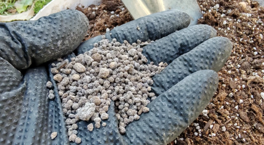 как размножить розы черенками