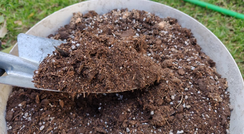 как размножить розы черенками в домашних условиях