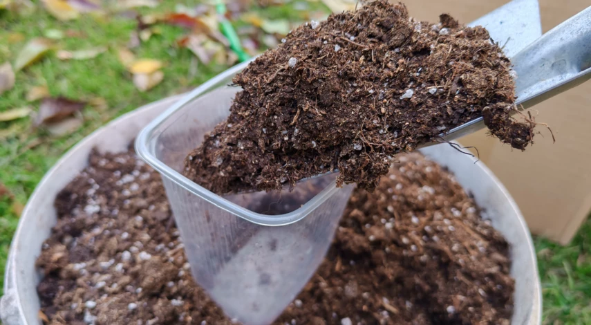 размножаем розы черенками осенью в домашних условиях