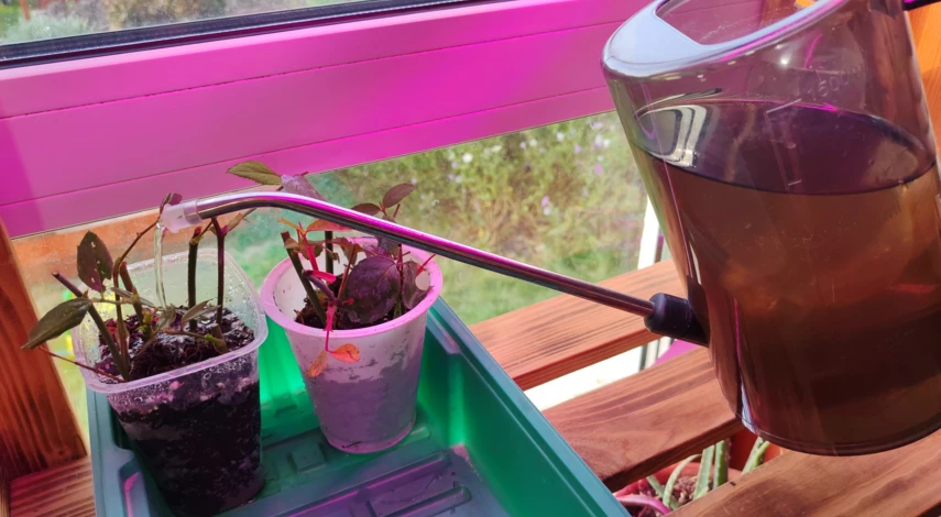 как правильно размножать розы черенками