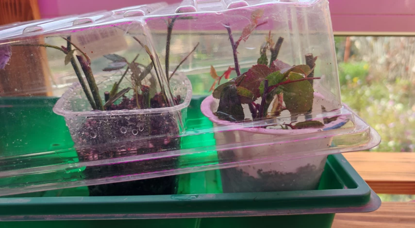 как черенковать розы осенью