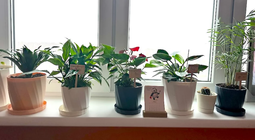 лунный календарь работ в саду и огороде ноябрь