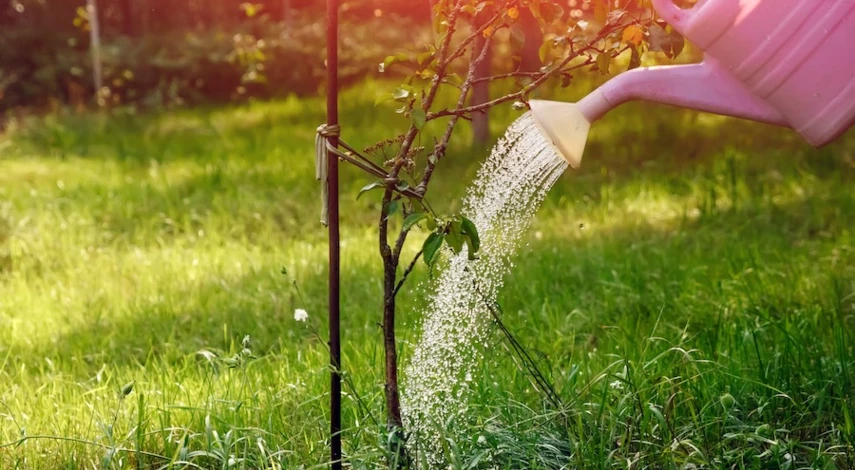 полив яблонь после посадки