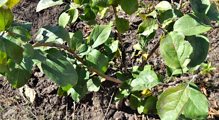 полив яблони после посадки осенью