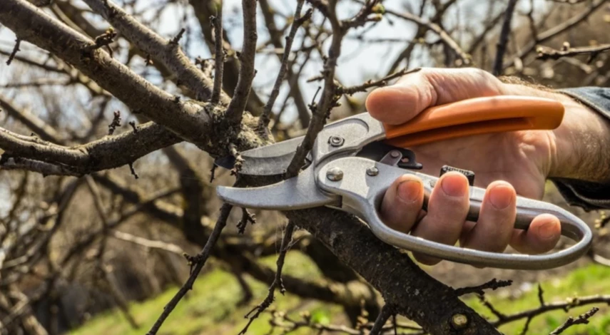 как поливать яблоню после посадки