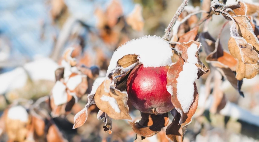 полив саженцев яблони после посадки