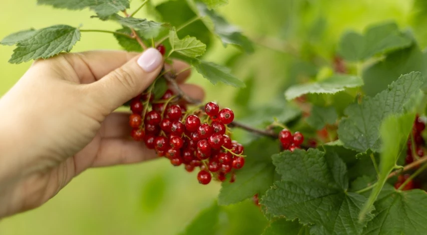 как размножить смородину черенками