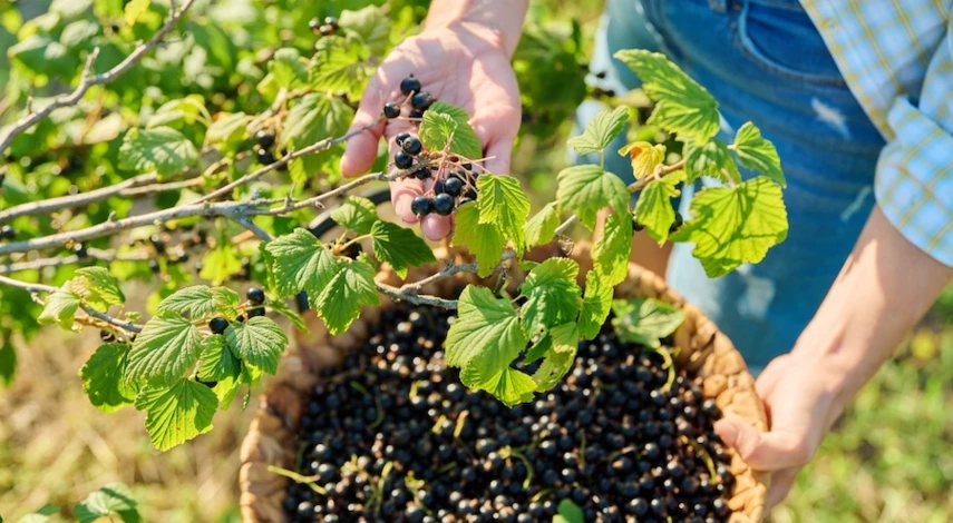 как размножить смородину осенью