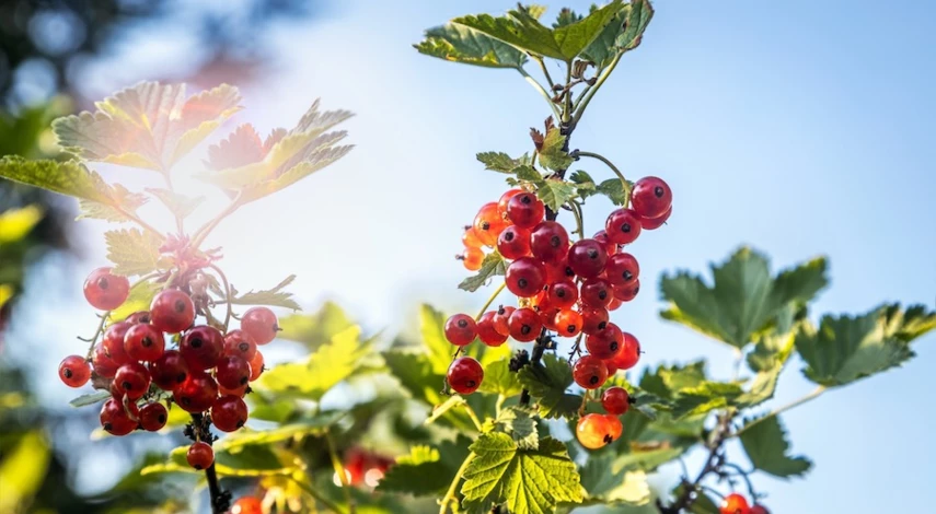 как размножить смородину черенками осенью