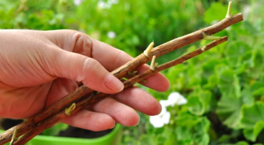 как размножить черную смородину