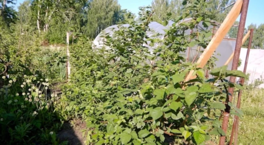 можно пересаживать ежевику осенью