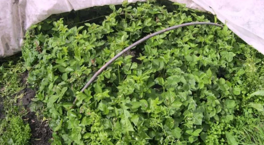 пересадка ежевики осенью