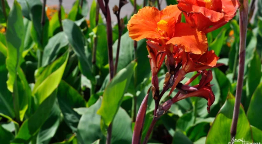 канны цветы уход в открытом грунте