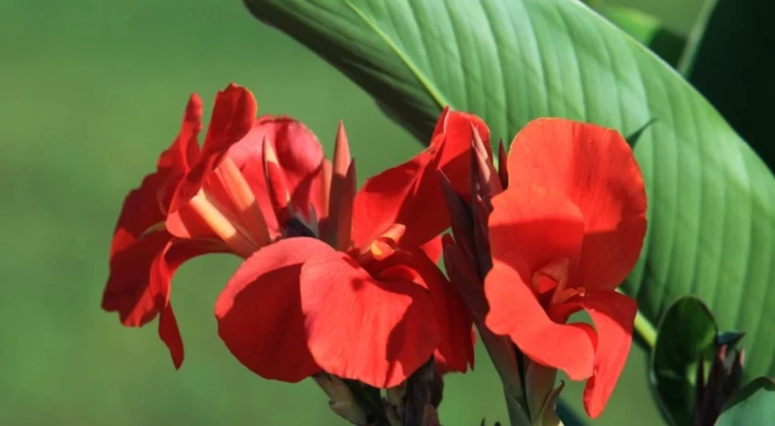 канны уход в открытом грунте