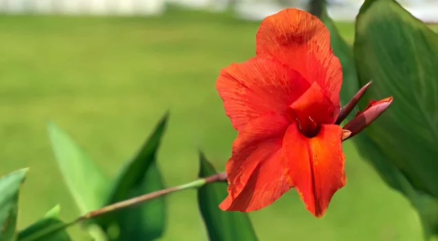 канна выращивание уход