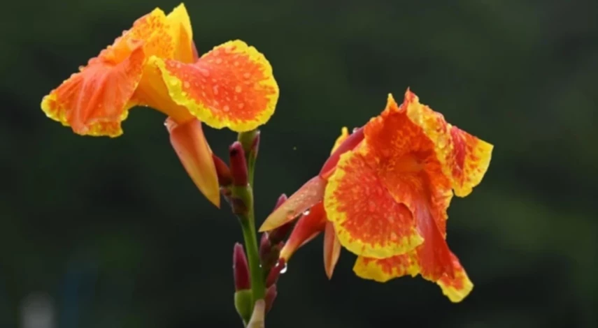 хранение канн зимой