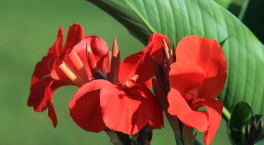 канны хранение зимой