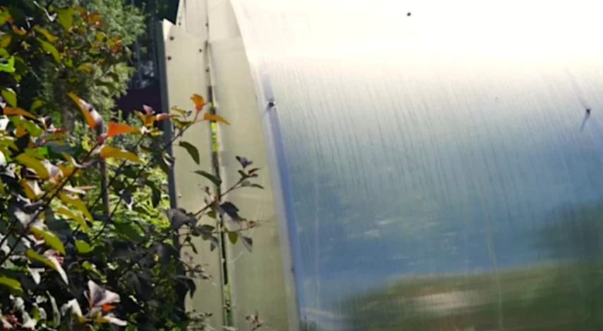 обработка от вредителей в теплице