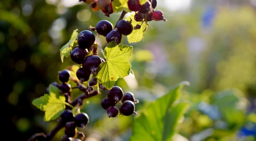 пересадка смородины осенью