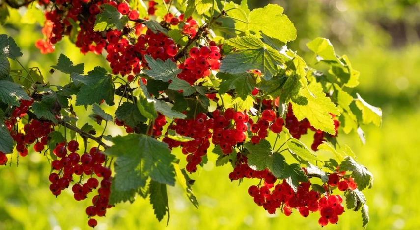 пересадка смородина на новое место