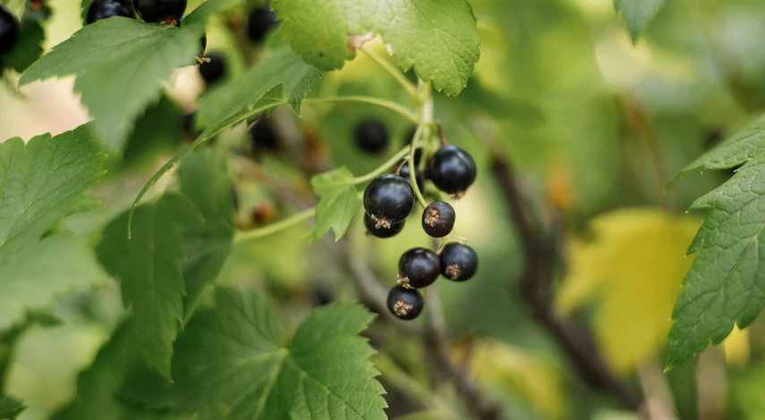 пересадка смородины осенью на новое