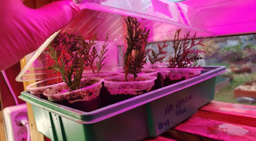 как размножить тую