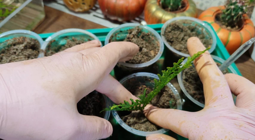 туи размножение веточками в домашних условиях осенью