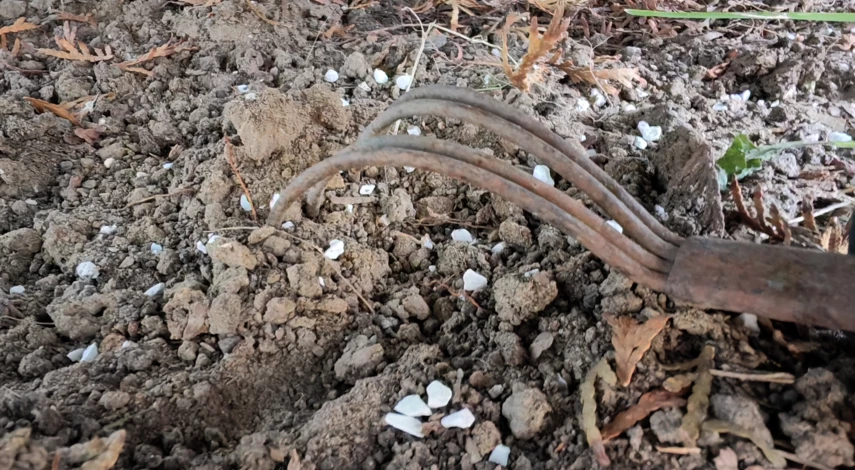 туи зимой уход