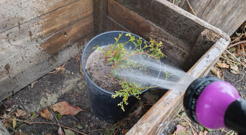 туя смарагд уход