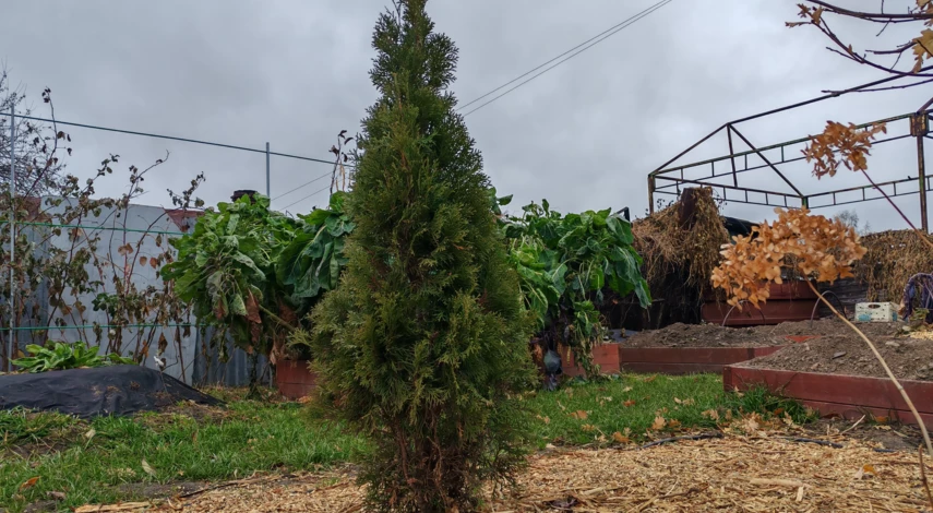 уход за туями осенью