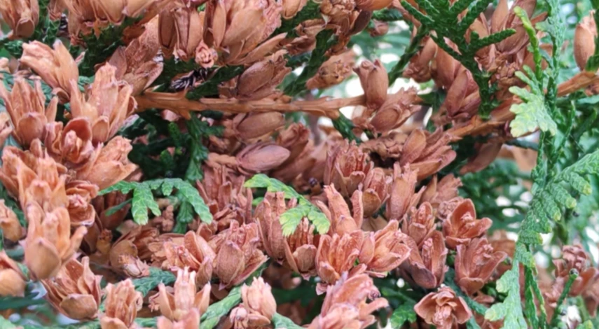 укрытые туи