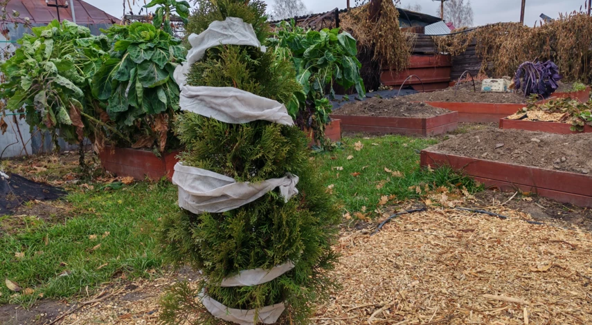 укрывать ли тую