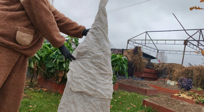 укрывать ли туи на зиму