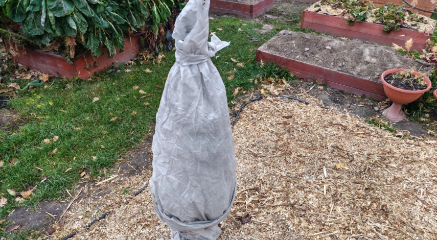 когда укрывать туи