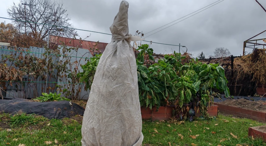 нужно ли укрывать туи