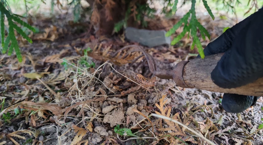 нужно ли укрывать туи на зиму