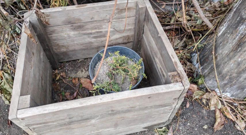 как укрыть маленькие туи