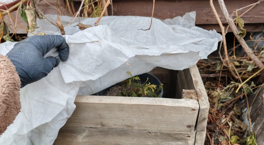 надо ли укрывать туи на зиму