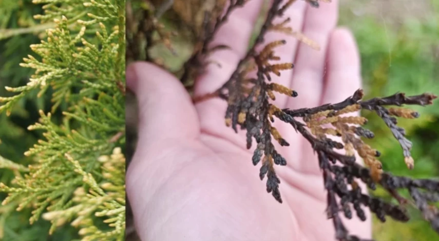 туя уход в открытом грунте