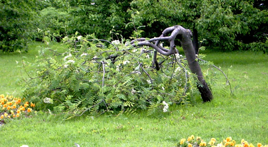 какое дерево плакучее