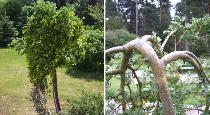 деревья плакучей формы