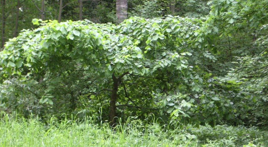 плакучая ива фото дерева