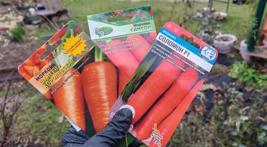 посев моркови под зиму в подмосковье