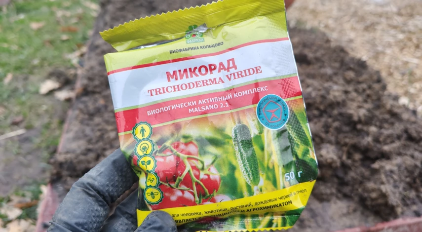 морковь лучшая для посева под зиму