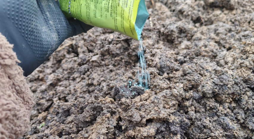 посев моркови в открытый грунт под зиму