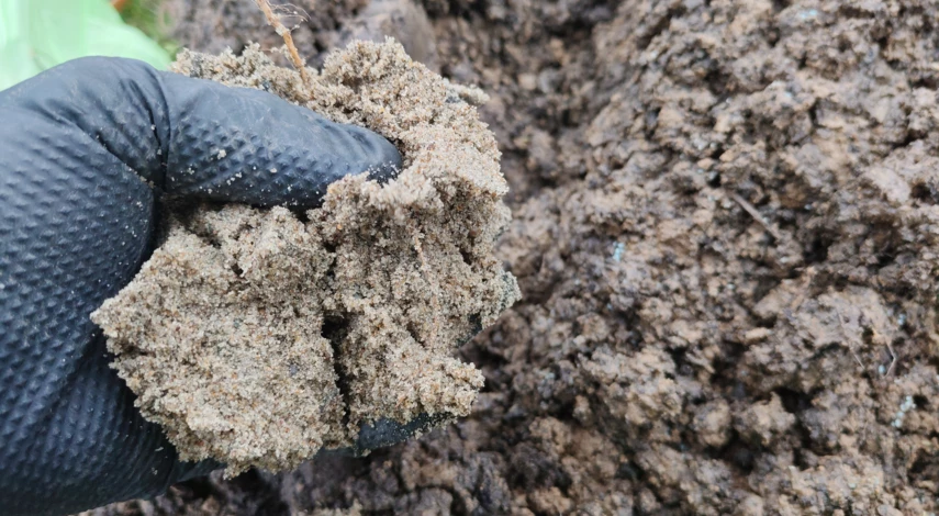 посев семян моркови под зиму