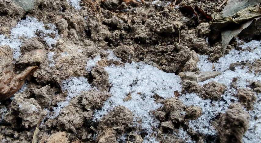 посев моркови осенью под зиму в открытый