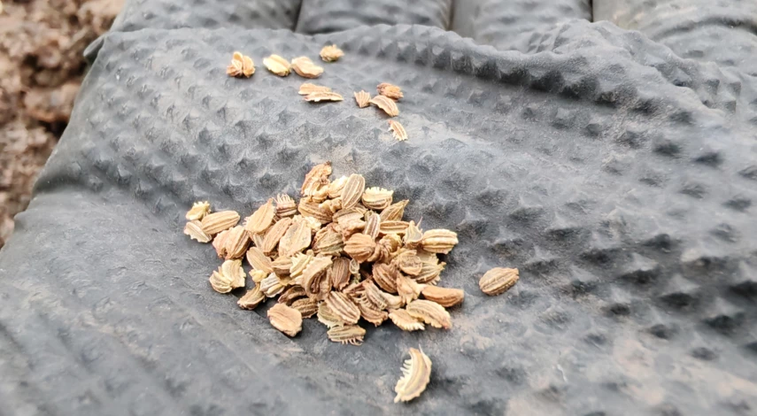 посев моркови под зиму в подмосковье сроки