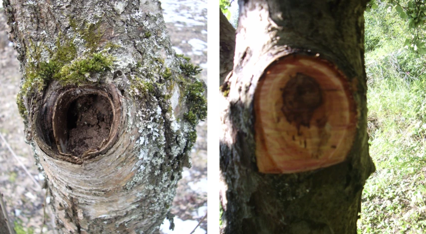 рана на дереве